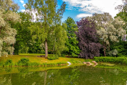 Beautiful Trees by the Lake