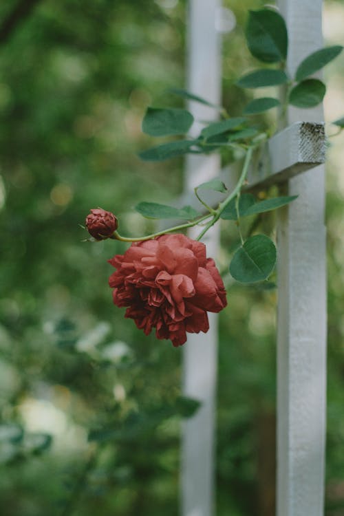 Photograph of Red Roses in Bloom