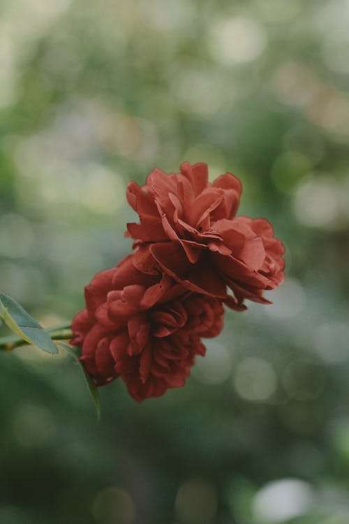 Close-up of Red Flowers