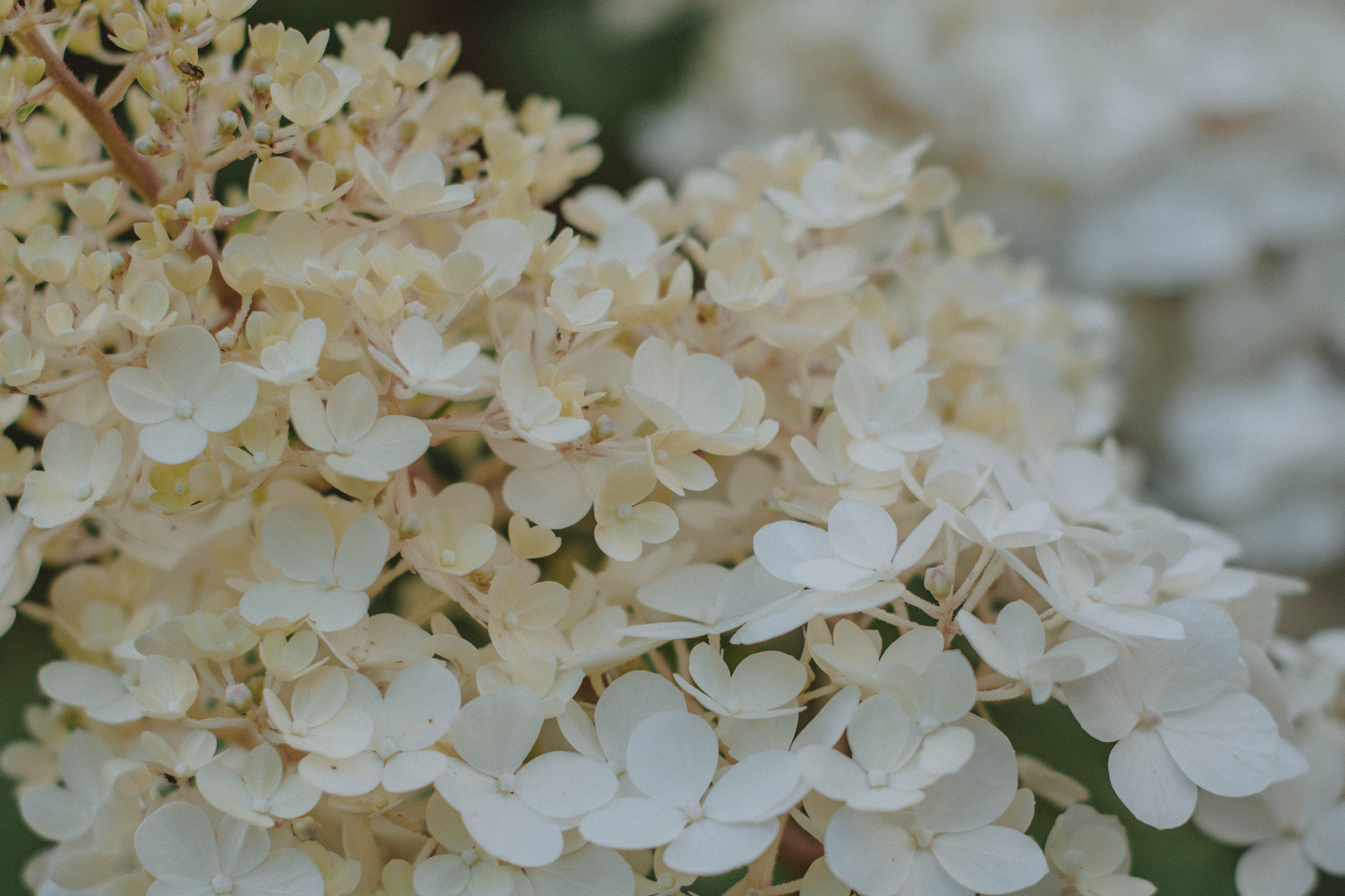 Preventing Sunburn & Shock: Acclimating Nursery-Grown 'Full Sun' Perennials and Shrubs to Your Garden's Intense Light