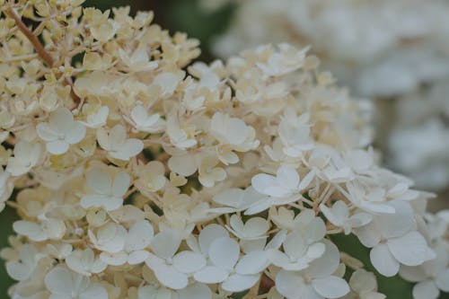 Безкоштовне стокове фото на тему «білий, впритул, квіти» стокове фото