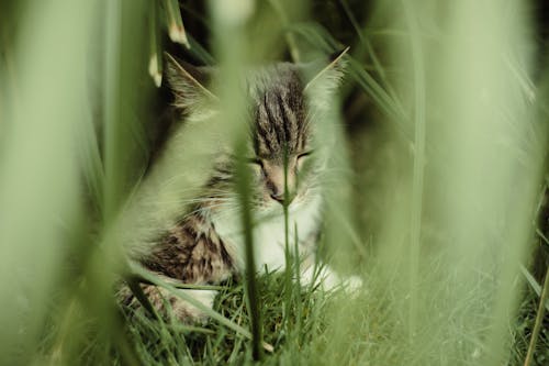 Free stock photo of cat, green grass, napping Stock Photo