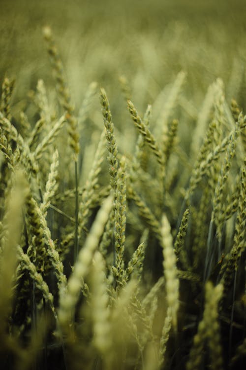 Free Close-Up Shot of Wheat Stock Photo