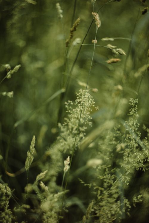 Free Serene close-up of grasses with blurred background in natural light. Stock Photo