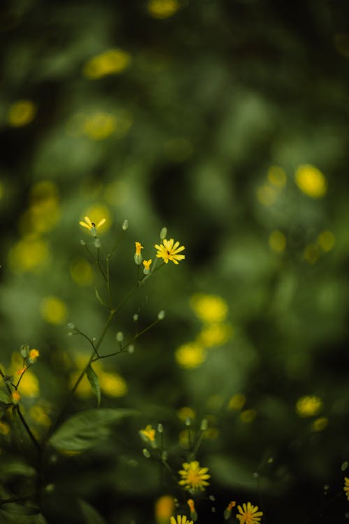 Free stock photo of flower, yellow flower, young Stock Photo