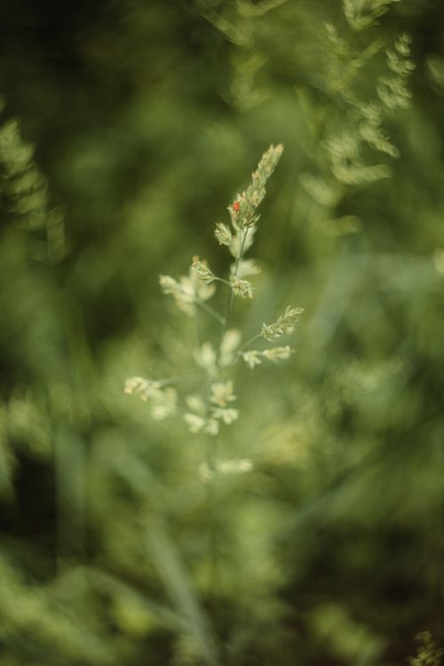 Free Beautiful close-up of wheat grasses with a blurred background and soft focus. Stock Photo