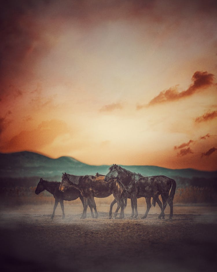 Horses At Sunset