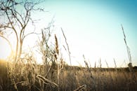 宁静的田野上，金色的日出映照着高高的草和光秃秃的树木，捕捉到了清晨的宁静本质