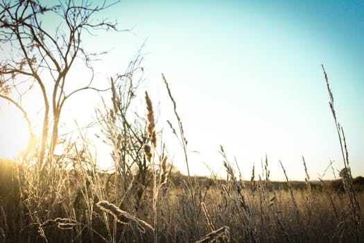 宁静的田野上，金色的日出映照着高高的草和光秃秃的树木，捕捉到了清晨的宁静本质