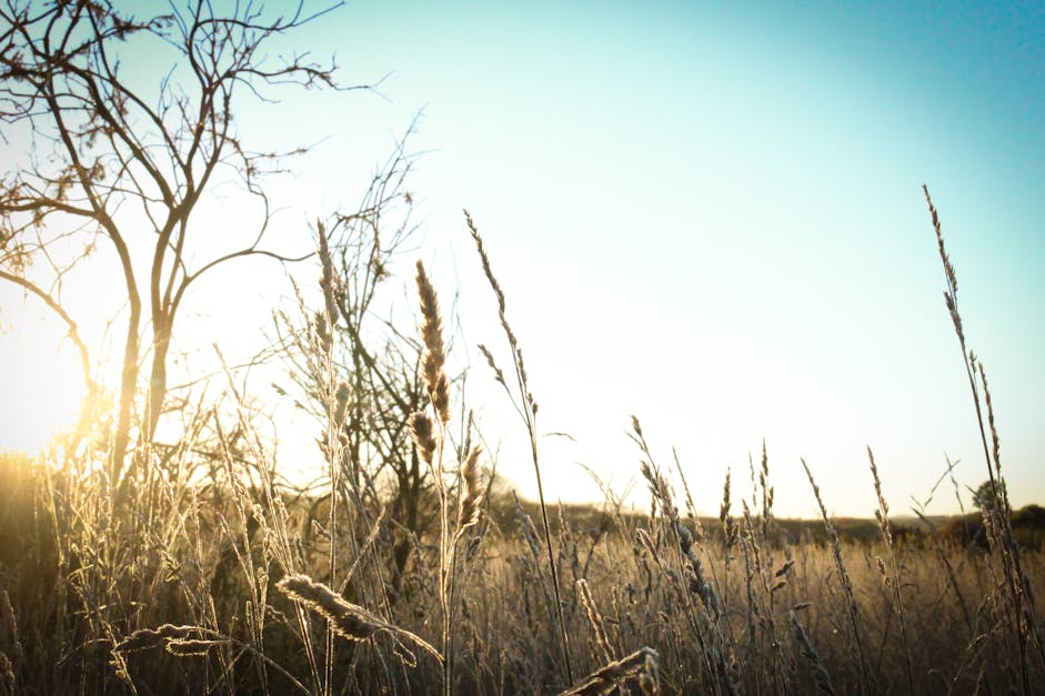 Brown Grass Under the Sun and Blue Sky · Free Stock Photo