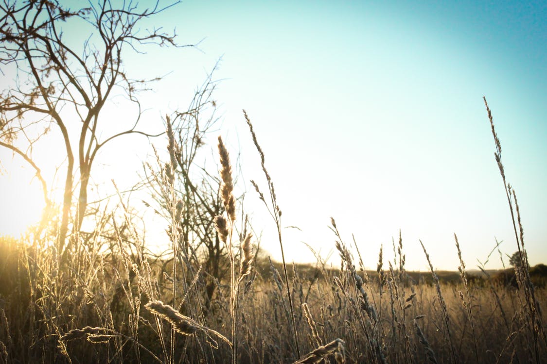 Free Brown Grass Under the Sun and Blue Sky Stock Photo
