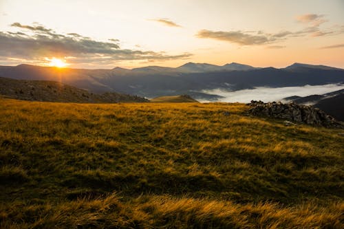 Brown Grass Field during Golden Hour