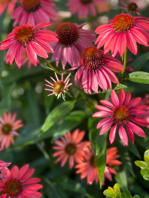Close-Up Shot of Pink Coneflowers in Bloom