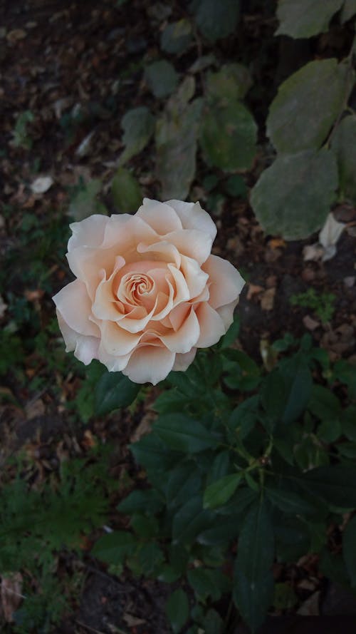 Foto d'estoc gratuïta de creixement, delicat, flor blanca
