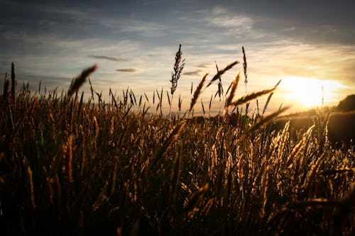 Close Up Image of Brown Grass over Clear Sky