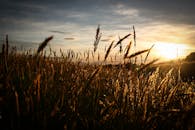 在充满活力的日出和晴朗的天空下，美丽的麦田闪闪发光