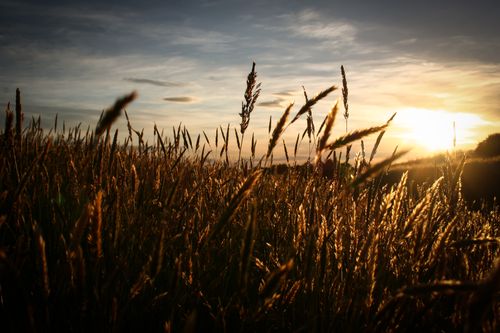 Free A beautiful wheat field glowing under a vibrant sunrise with clear skies. Stock Photo