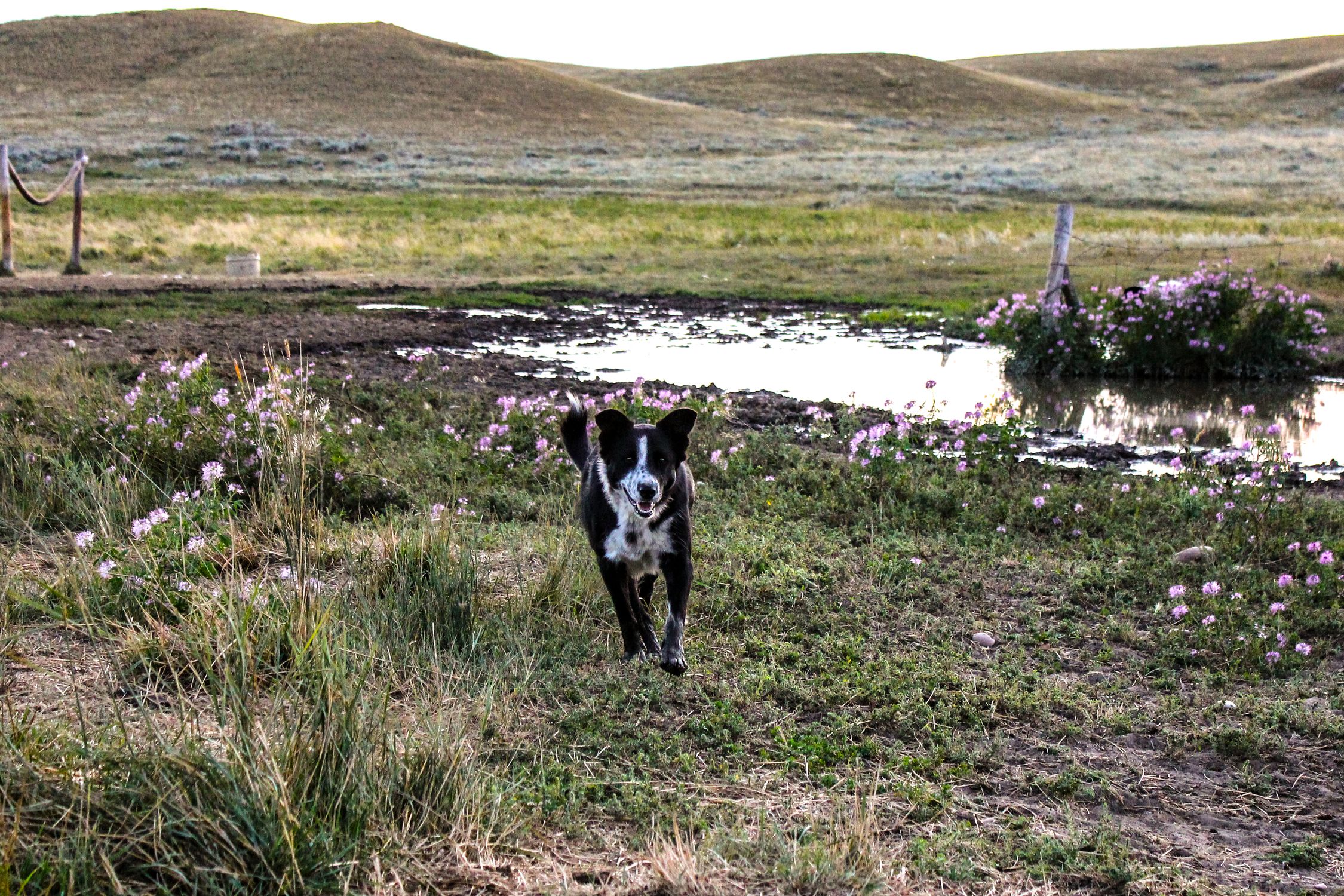 A joyful Border Collie running through a scenic meadow in Montana. Capture of nature and pet activity.