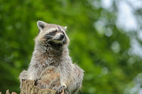 Free Close-Up Shot of a Raccoon Stock Photo