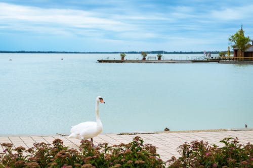 White Swan Near Body of Water