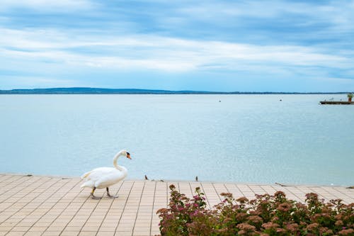 White Swan Walking on Dock Near Body of Water