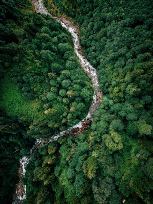 Aerial View of a River in the Forest