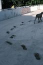 Footsteps of a Person in a Concrete Floor