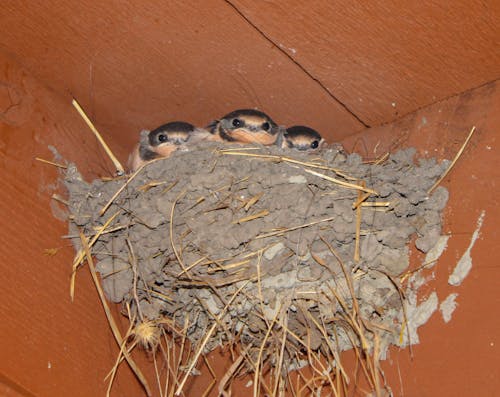 Free stock photo of baby birds, barn swallows, bird nest