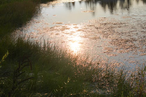 Fotobanka s bezplatnými fotkami na tému rastlinné rybníky, rybník pri západe slnka