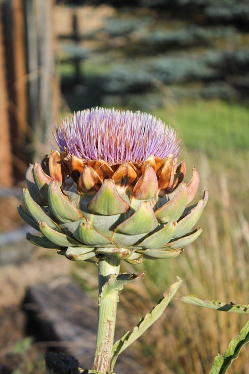 Fotos de stock gratuitas de alcachofa, alcachofa en flor