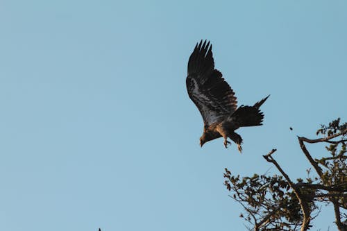 Fotos de stock gratuitas de águila calva inmadura volando