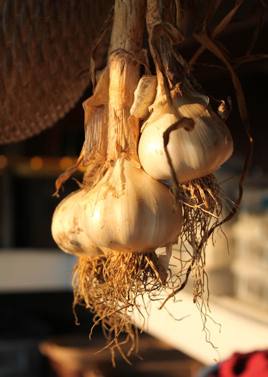 Free stock photo of fresh garlic, garlic hanging