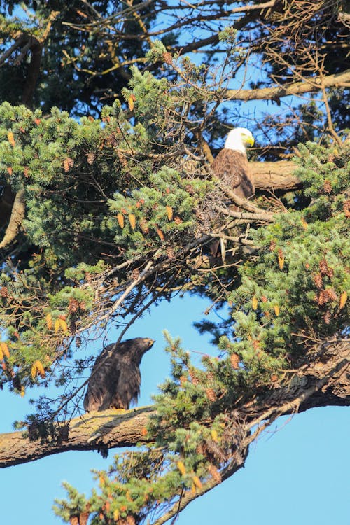 Free stock photo of immature bald eagle, mature bald eagle