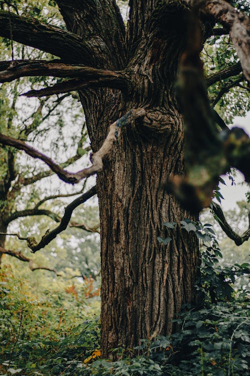 Základová fotografie zdarma na téma bezlistý, dřevo, kmen stromu