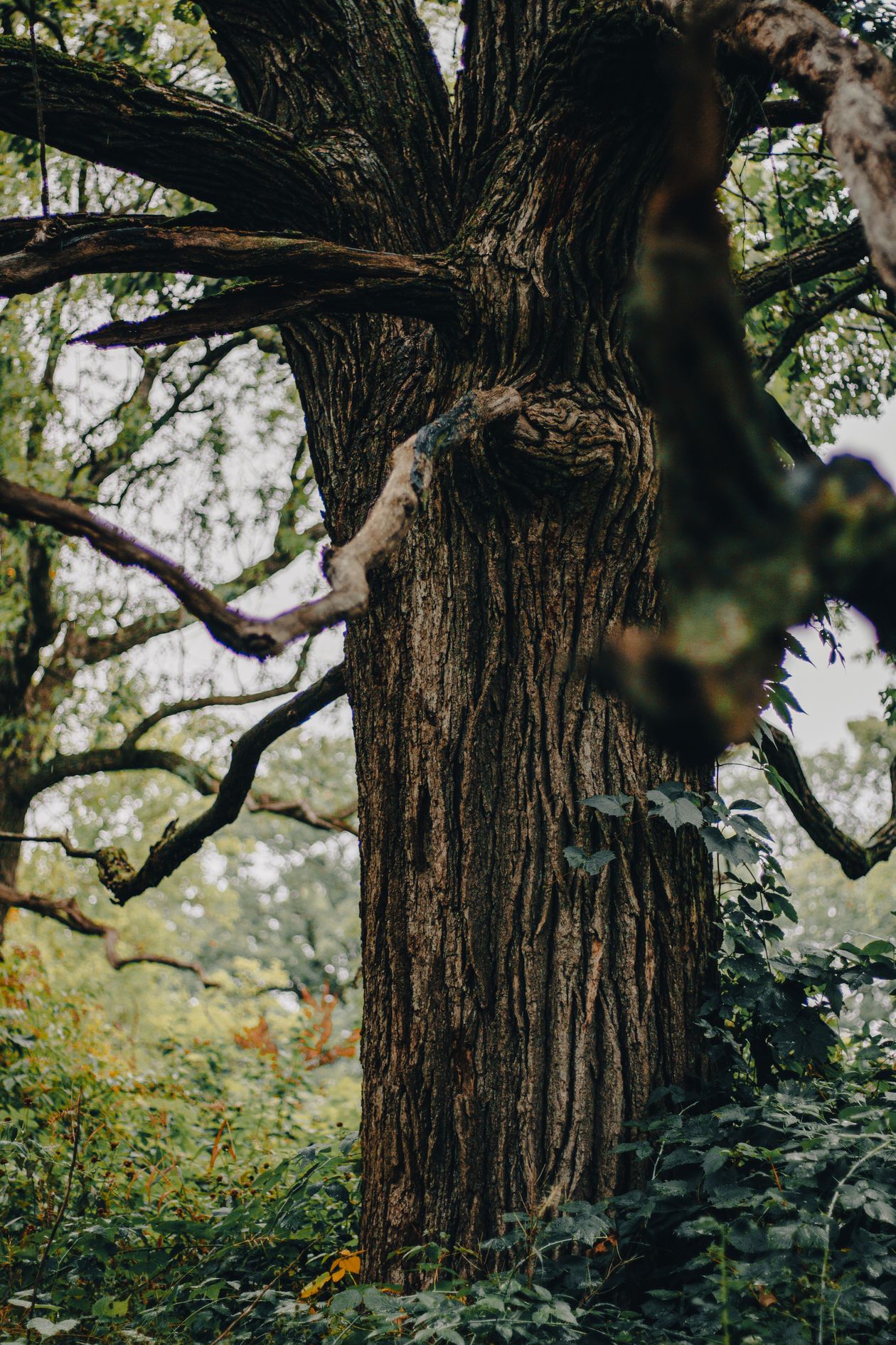 Oak Tree