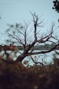 Leaning Brown Leafless Tree