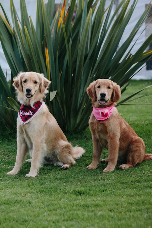 Foto stok gratis anjing golden retriever, berbulu, berkembang biak