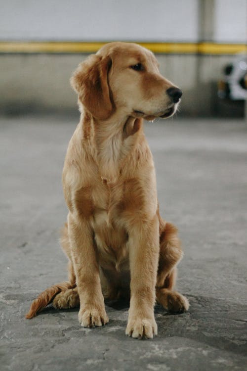 Fotos de stock gratuitas de animal, canino, fotografía de animales