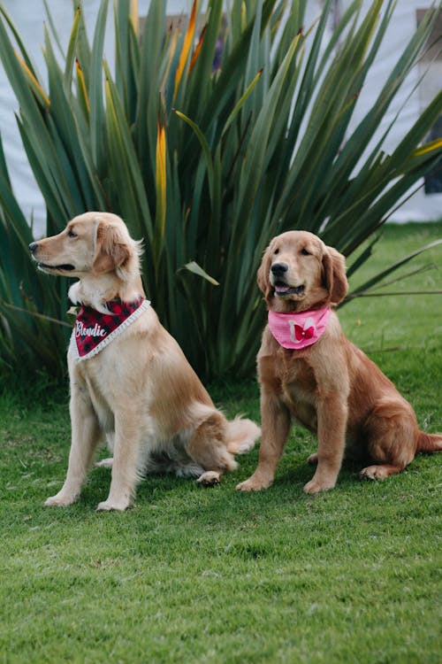 Free Golden Retriever Dogs on Green Grass Field Stock Photo