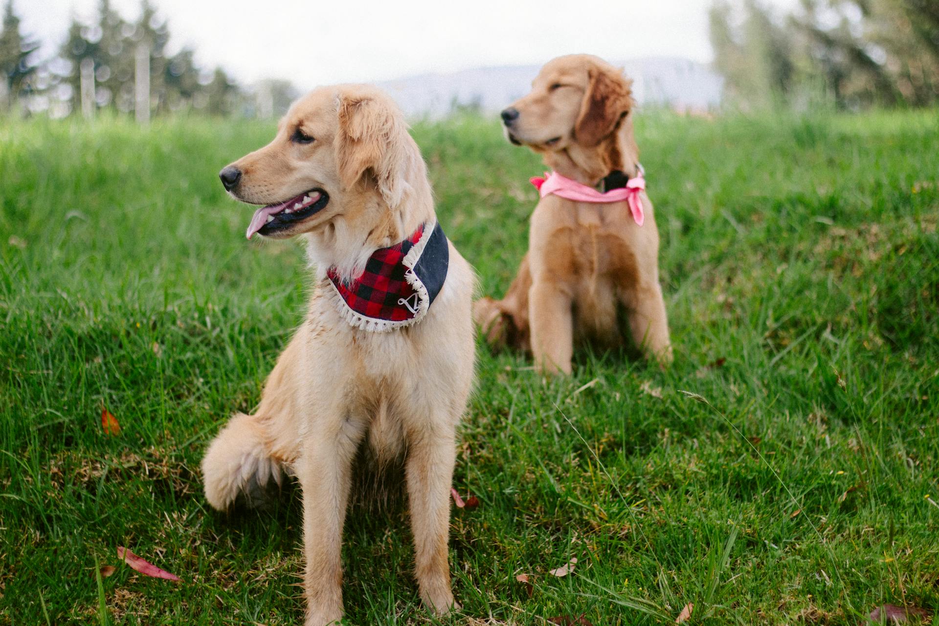 Chien golden retriever avec foulard assis dans l'herbe verte