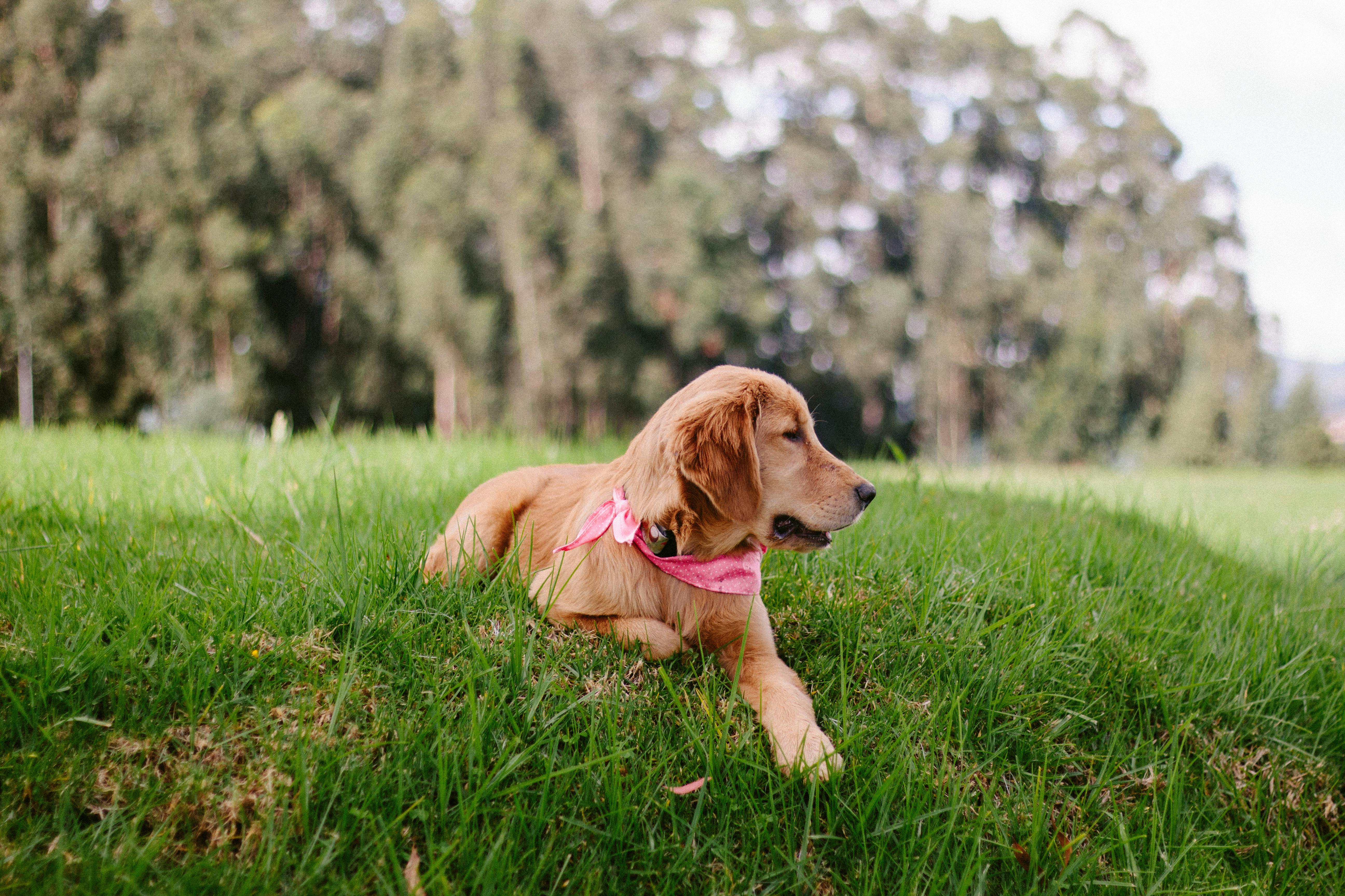 Golden Retriever with Pink Scarf Lying on Green Grass · Free Stock Photo