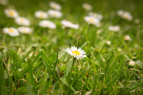 Free stock photo of flower, grass, lawn