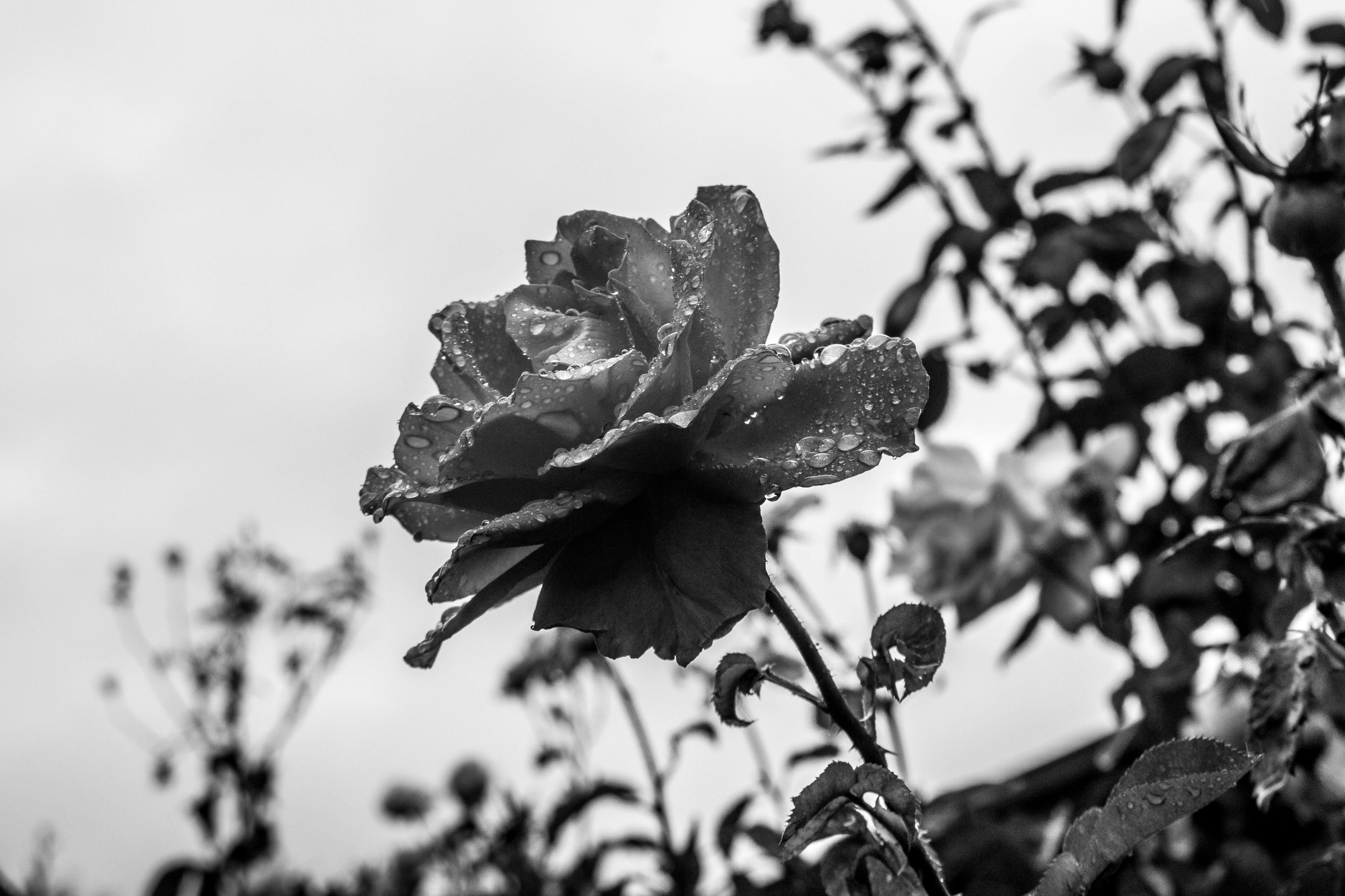 Free stock photo of black and white, nature, rose