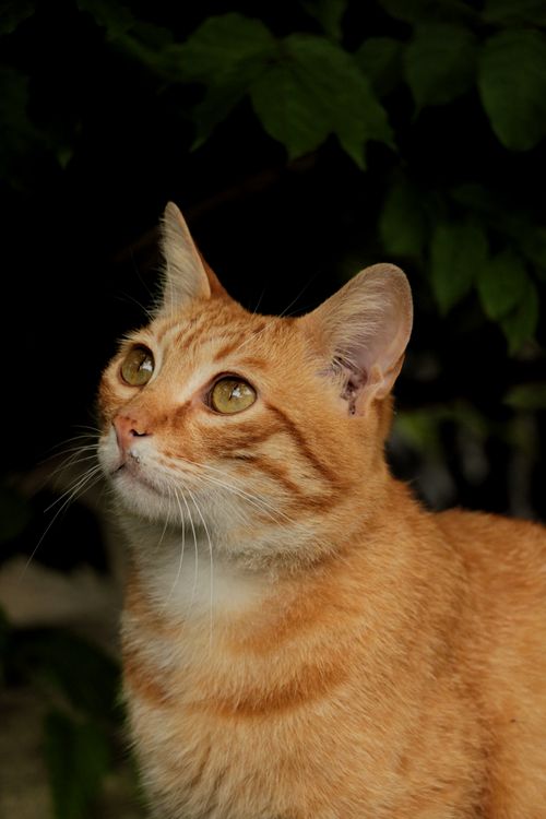 Free A captivating close-up shot of a ginger tabby cat looking upwards with lush green foliage background. Stock Photo