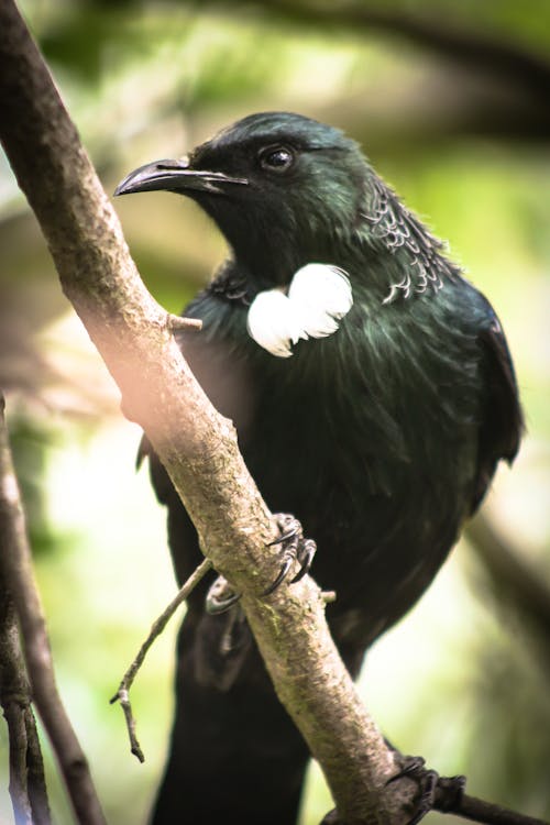 Free stock photo of native, new zealand, tui