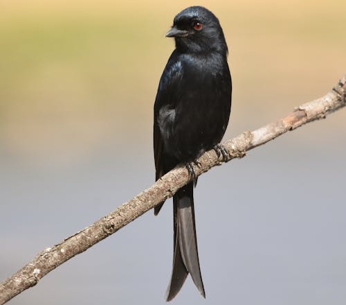 Close-Up Shot of a Black Bird Perched on a Twig
