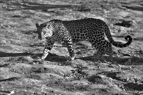 Leopard Walking on Dry Ground