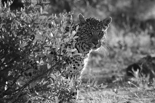Black and white photo of a leopard camouflaged in the grass, showcasing its stealth.
