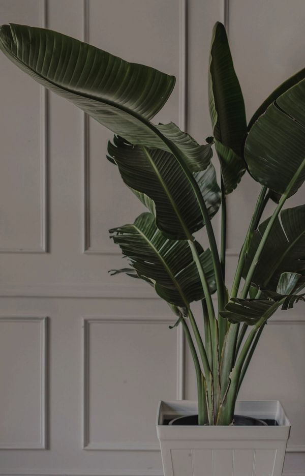Plant in a quiet interior, photo by Ha Le on Pexels