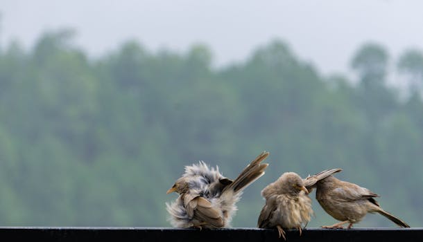 Close-up of three jungle babblers perched with lush forest background in India.